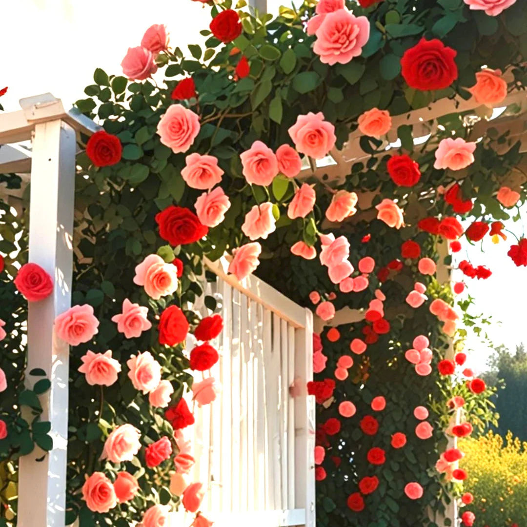 Elegant Climbing Rose Flower Seeds With Plant Growth Suplement