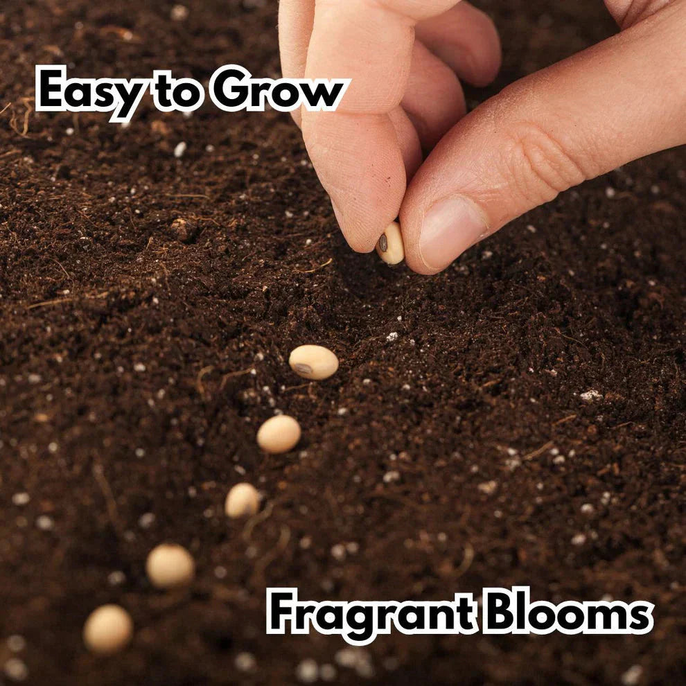 Elegant Climbing Rose Flower Seeds With Plant Growth Suplement