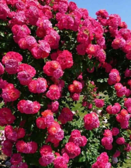 Elegant Climbing Rose Flower Seeds With Plant Growth Suplement