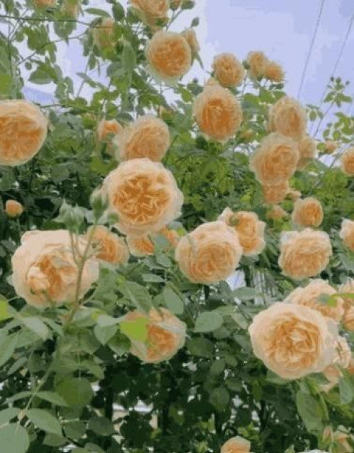 Elegant Climbing Rose Flower Seeds With Plant Growth Suplement