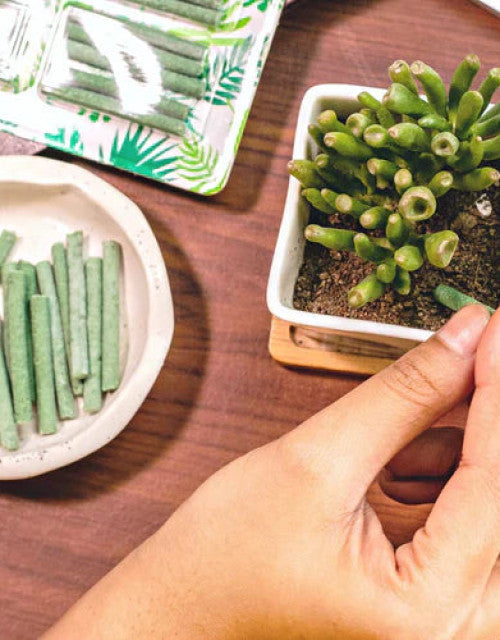 Magic Plant Food Sticks For All Indoor & Outdoor Plant