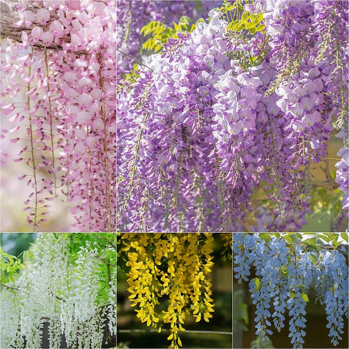 Lavender Cascade Wisteria Seeds ( UK Imported )