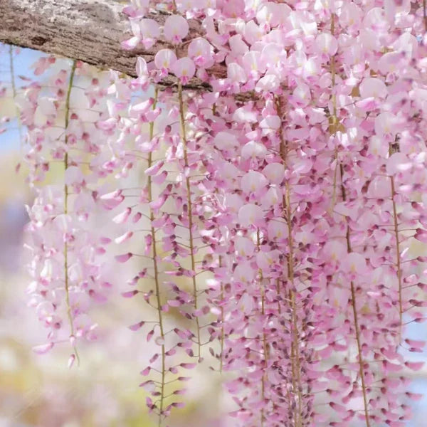 Lavender Cascade Wisteria Seeds ( UK Imported )