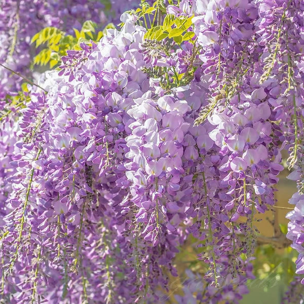 Lavender Cascade Wisteria Seeds ( UK Imported )
